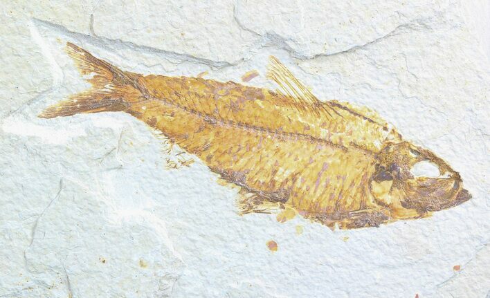 Bargain, Knightia Fossil Fish - Wyoming #50582